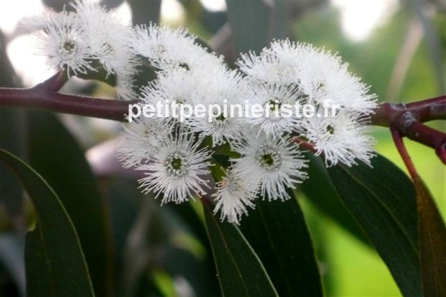 eucalyptus niphophila