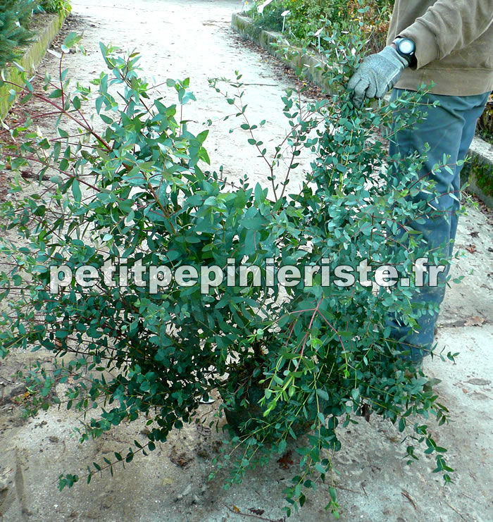 eucalyptus en vente