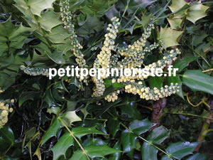 vente de mahonia charity