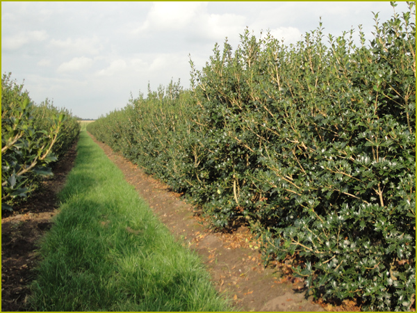 Haie d'osmanthus