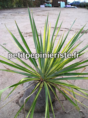 vente de yucca panaché