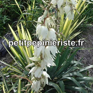 yucca panaché