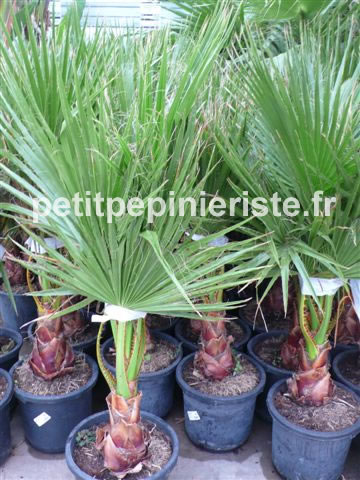 vente de yucca rostrata