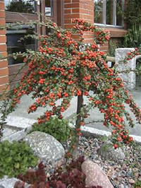 Arbuste de cotoneaster coral beauty