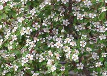 fleur du cotoneaster coral beauty