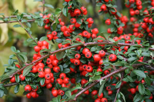 fruit du cotoneaster coral beauty