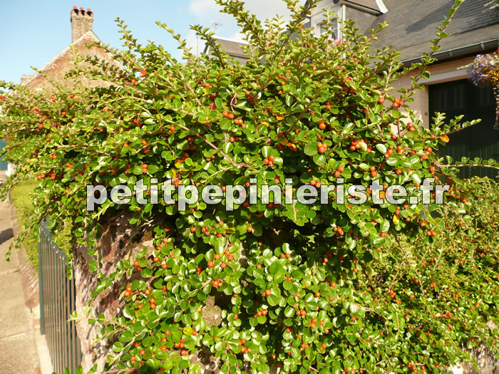 cotoneaster coral beauty sur un muret