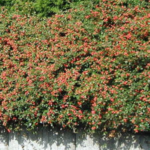Talus de cotoneaster coral beauty