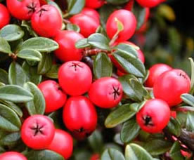 cotoneaster dammeri