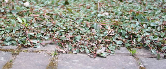 cotoneaster dammeri en couvre sol