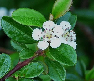 fleur du cotoneaster dammeri