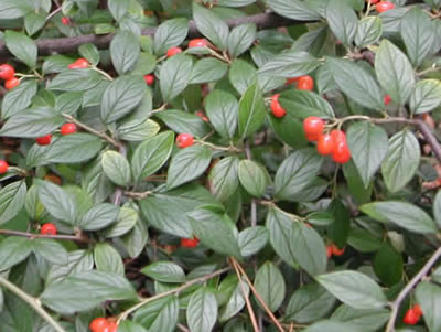 cotoneaster dammeri