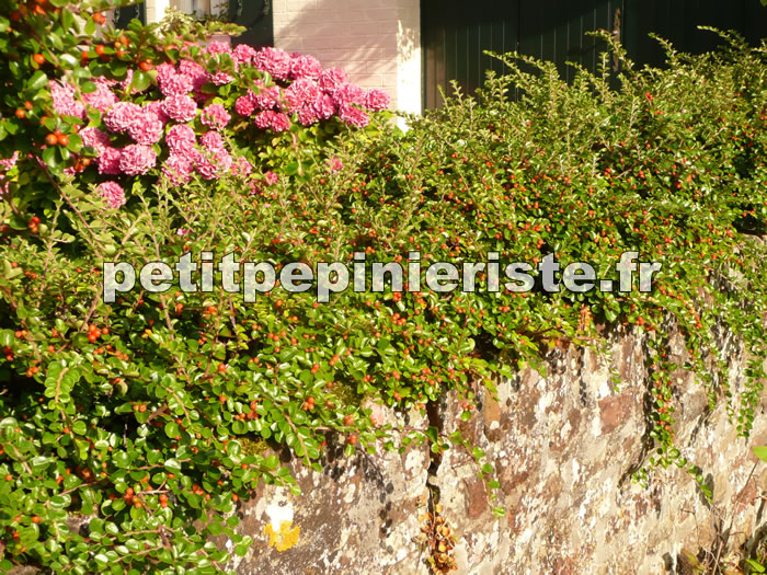 cotoneaster en haie basse