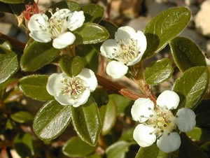 fleur du cotoneaster skogholm