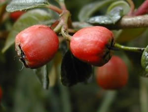 cotoneaster skogholm