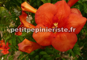 bignone madame galen