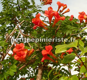 bignone en tige