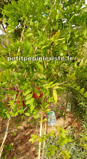 glycine en vente