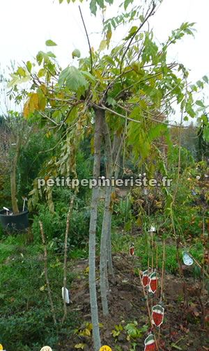 glycine