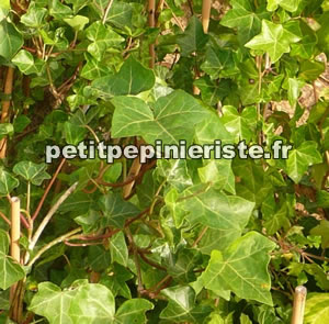 lierre