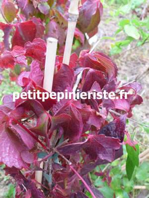 vigne vierge