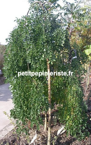 vente et achat d'un sophora pleureur