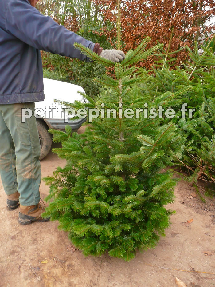 Sapin Nordmann de Noël