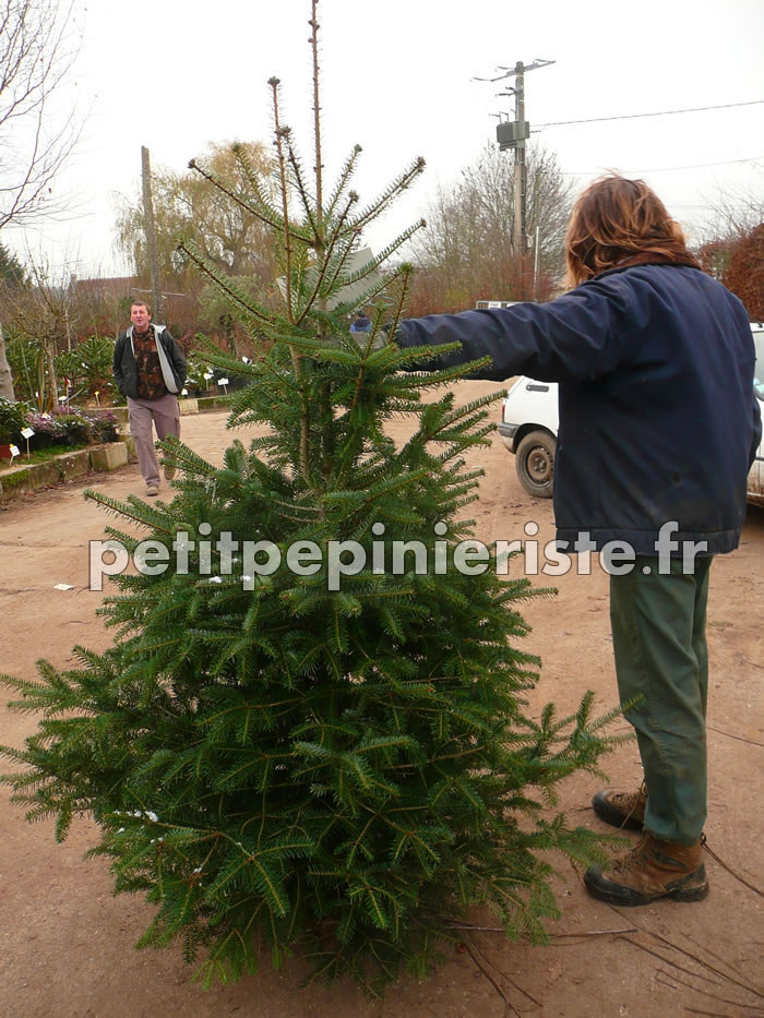 sapin de Noël