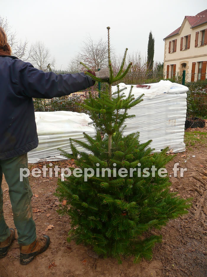 sapin de Noël Nordmann